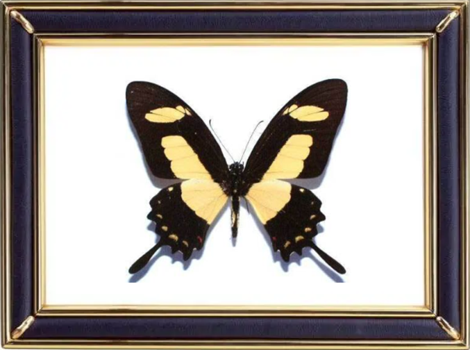 Papilio Torquatus Butterfly Suppliers & Wholesalers - CF Butterfly