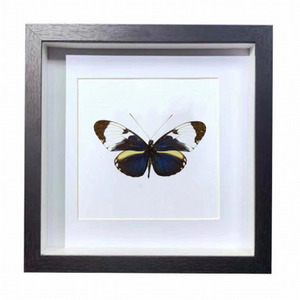 Buy Butterfly Frame Heliconius Cydno Suppliers & Wholesalers - CF Butterfly
