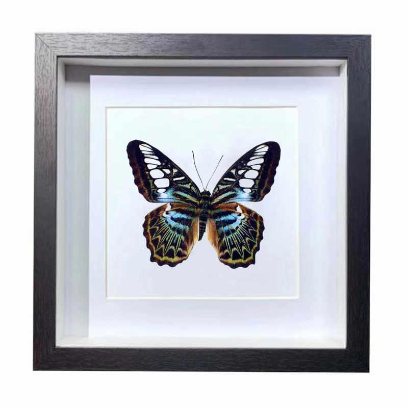 Buy Butterfly Frame Blue Clipper Butterfly Suppliers & Wholesalers - CF Butterfly