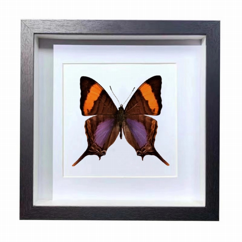 Buy Butterfly Frame Marpesia Corinna Suppliers & Wholesalers - CF Butterfly