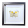 Buy Butterfly Frame Anteos Clorinde Suppliers & Wholesalers - CF Butterfly