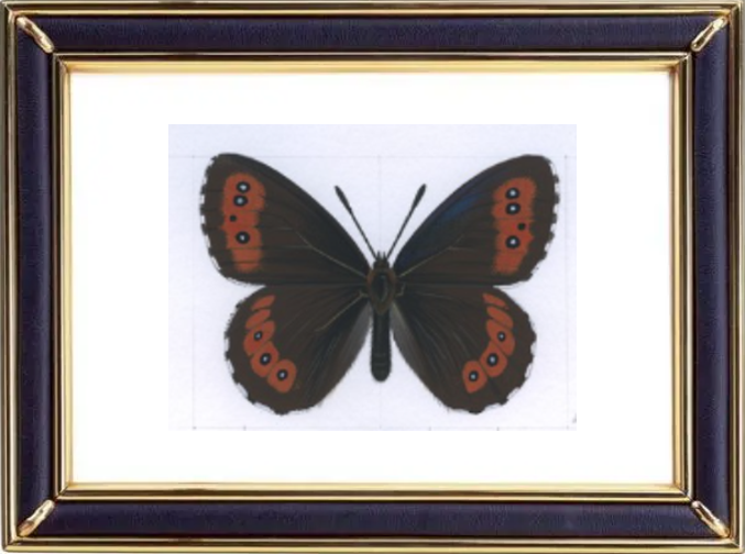 Erebia Ligea Butterfly Suppliers & Wholesalers - CF Butterfly