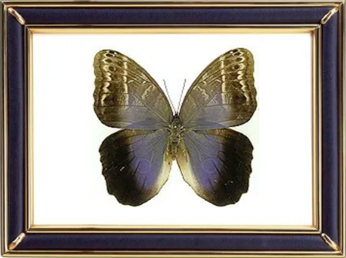 Caligo Telamonius Butterfly Suppliers & Wholesalers - CF Butterfly