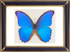 Morpho Nestira Butterfly Suppliers & Wholesalers - CF Butterfly