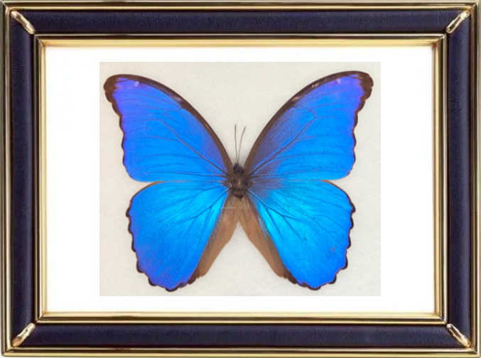 Morpho Nestira Butterfly Suppliers & Wholesalers - CF Butterfly
