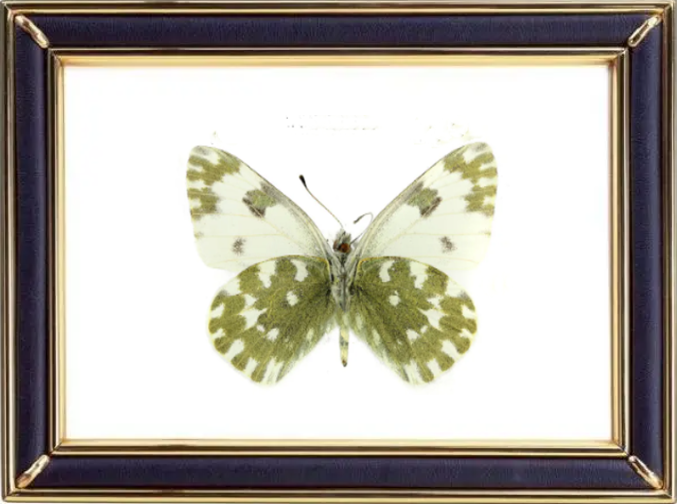 Pontia Edusa Butterfly Suppliers & Wholesalers - CF Butterfly