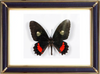 Parides Iphidamas Butterfly Suppliers & Wholesalers - CF Butterfly
