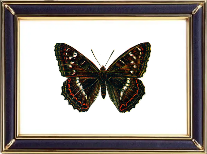 Limenitis Populi Butterfly Suppliers & Wholesalers - CF Butterfly