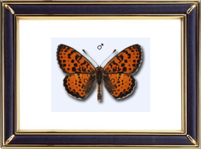 Melitaea Didyma & Spotted Fritillary Butterfly Suppliers & Wholesalers - CF Butterfly