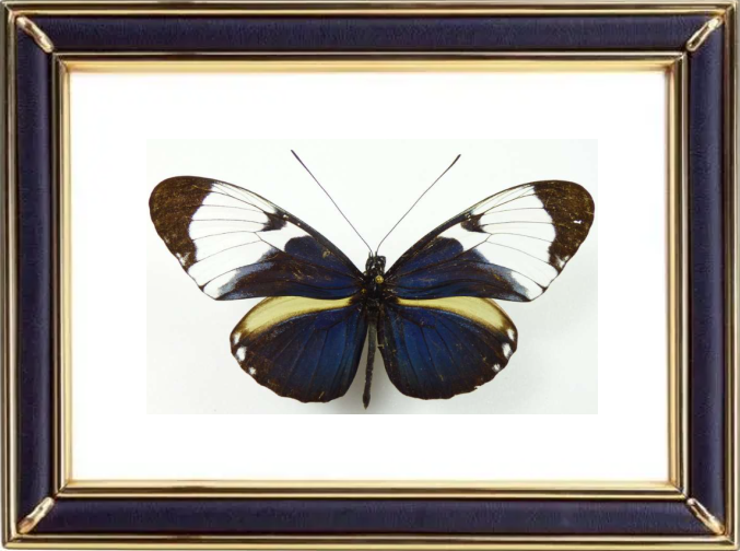 Heliconius Cydno Butterfly Suppliers & Wholesalers - CF Butterfly