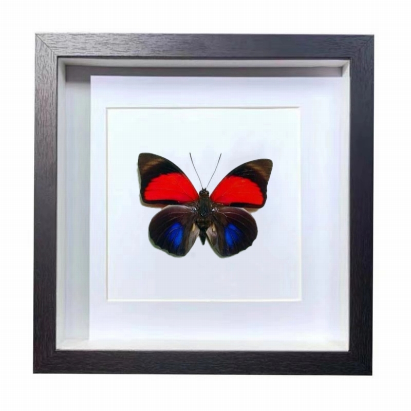 Buy Butterfly Frame Agrias Claudina Lugens Suppliers & Wholesalers - CF Butterfly
