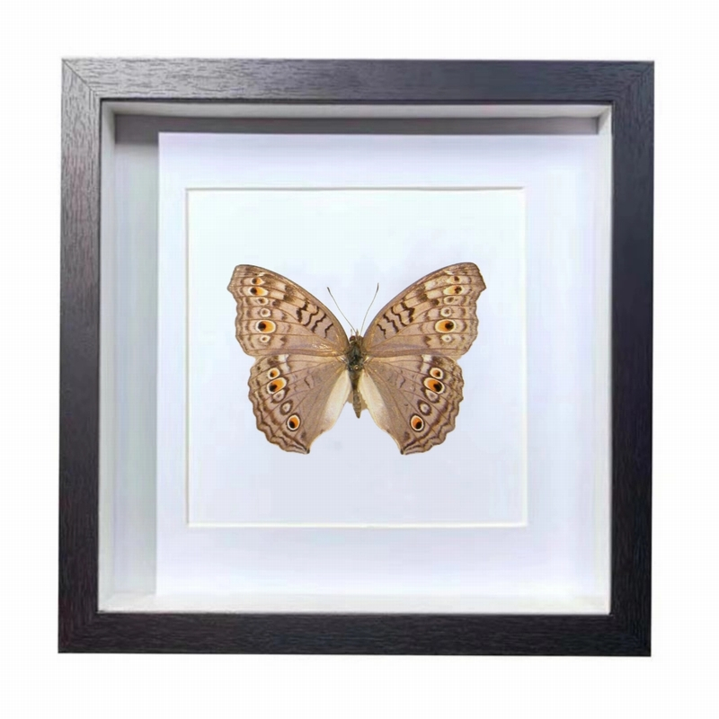Buy Butterfly Frame Junonia Atlites & Grey Pansy Suppliers & Wholesalers - CF Butterfly