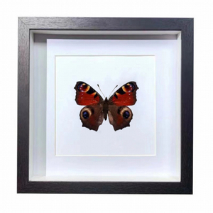 Buy Butterfly Frame Peacock Butterfly Suppliers & Wholesalers - CF Butterfly