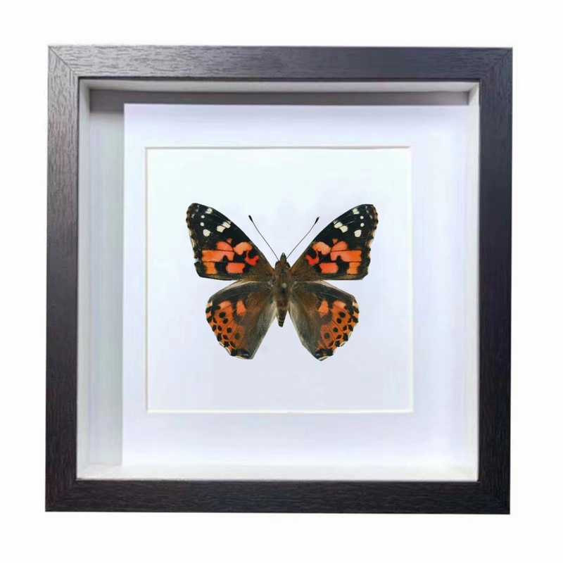 Buy Butterfly Frame Vanessa Indica Suppliers & Wholesalers - CF Butterfly