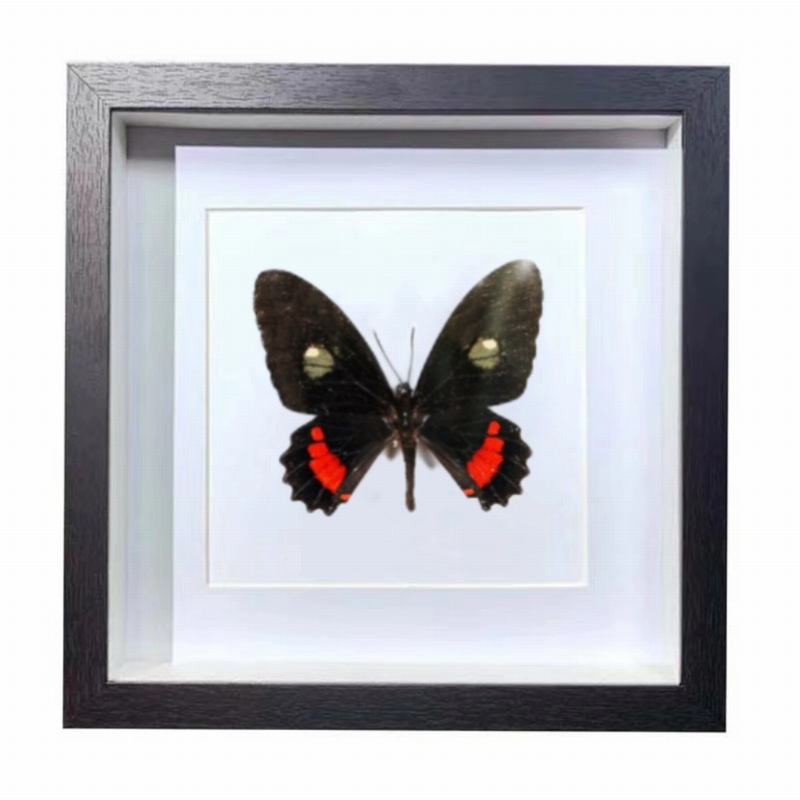 Buy Butterfly Frame Parides Iphidamas Suppliers & Wholesalers - CF Butterfly