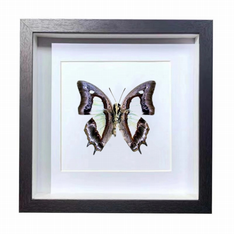 Buy Butterfly Frame Polyura Schreiber Suppliers & Wholesalers - CF Butterfly