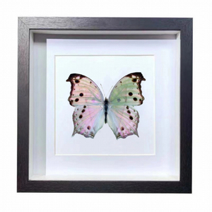Buy Butterfly Frame Mother of Pearl Butterfly Suppliers & Wholesalers - CF Butterfly
