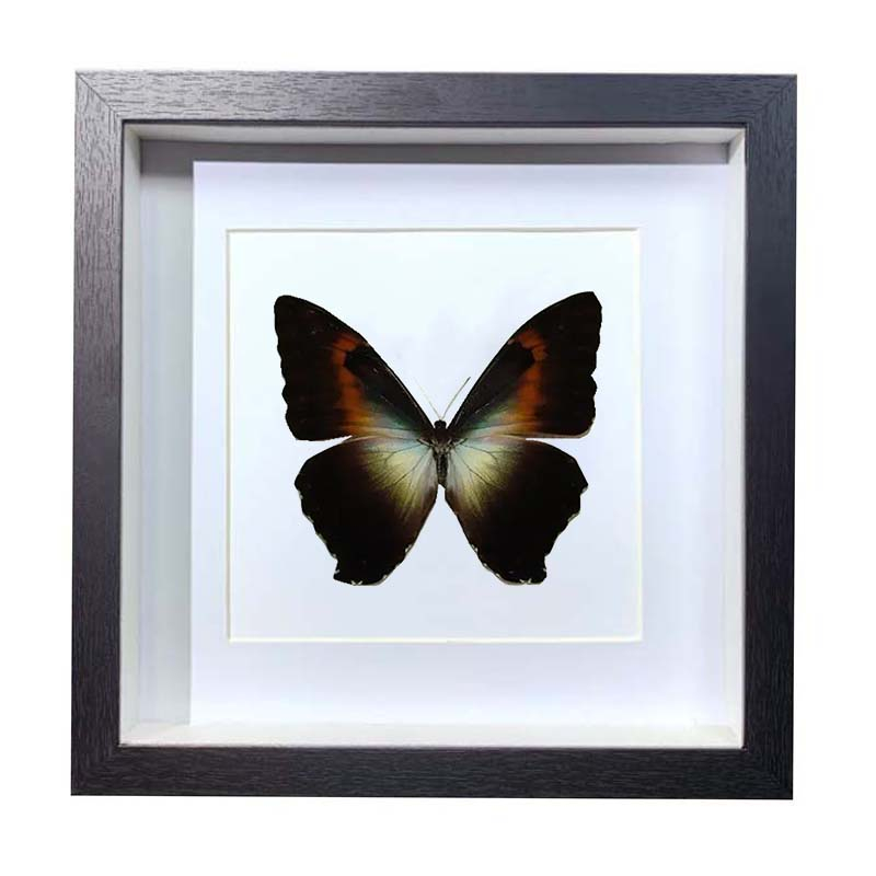 Buy Butterfly Frame Morpho Phanodemus Suppliers & Wholesalers - CF Butterfly