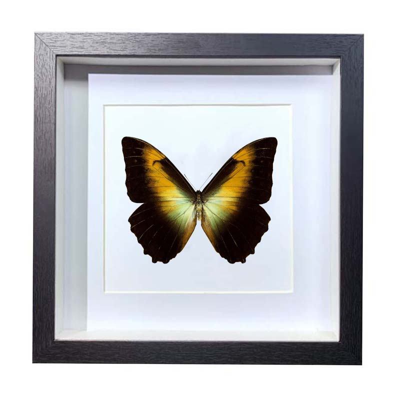 Buy Butterfly Frame Morpho Telemachus Suppliers & Wholesalers - CF Butterfly
