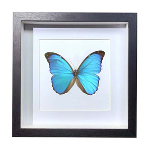Buy Butterfly Frame Morpho Amathonte Suppliers & Wholesalers - CF Butterfly
