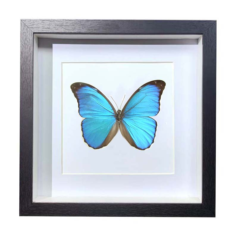 Buy Butterfly Frame Morpho Amathonte Suppliers & Wholesalers - CF Butterfly