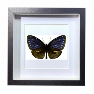 Buy Butterfly Frame Euploea Eunice Suppliers & Wholesalers - CF Butterfly