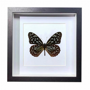 Buy Butterfly Frame Tirumala Limniace Suppliers & Wholesalers - CF Butterfly