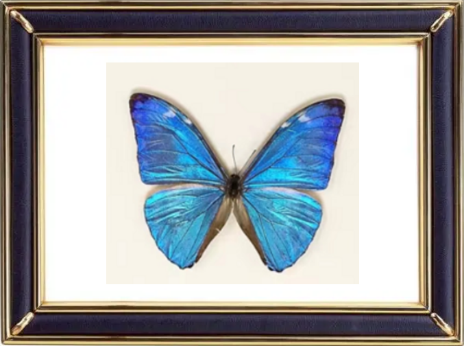 Morpho Marcus Butterfly Suppliers & Wholesalers - CF Butterfly