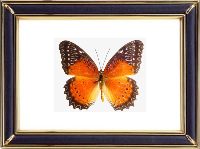 Red Leopard Lacewing Butterfly Suppliers & Wholesalers - CF Butterfly