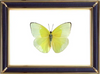 Phoebis Statira & Statira Sulphur Butterfly Suppliers & Wholesalers - CF Butterfly
