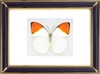 Hebomoia Glaucippe & Orange Albatross Butterfly Suppliers & Wholesalers - CF Butterfly