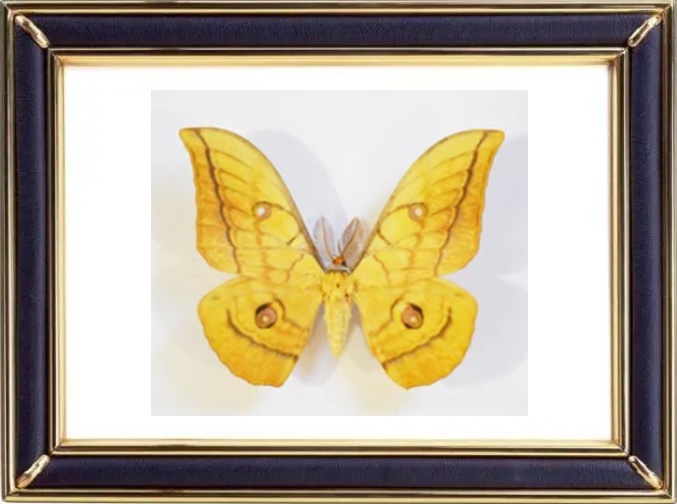 Antheraea Yamamai & Japanese Silk Moths Suppliers & Wholesalers - CF Butterfly