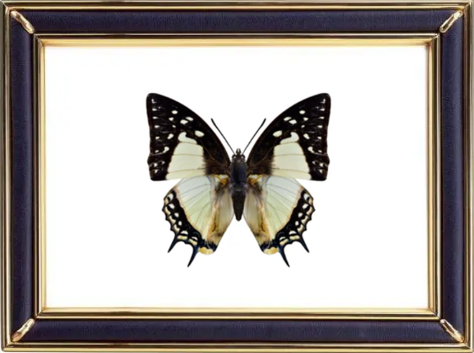 Polyura Eudamippus & Great Nawab Butterfly Suppliers & Wholesalers - CF Butterfly
