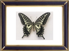 Papilio Xuthus & Asian Swallowtail Butterfly Suppliers & Wholesalers - CF Butterfly