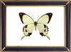 Papilio Dardanus & African Swallowtail Butterfly Suppliers & Wholesalers - CF Butterfly