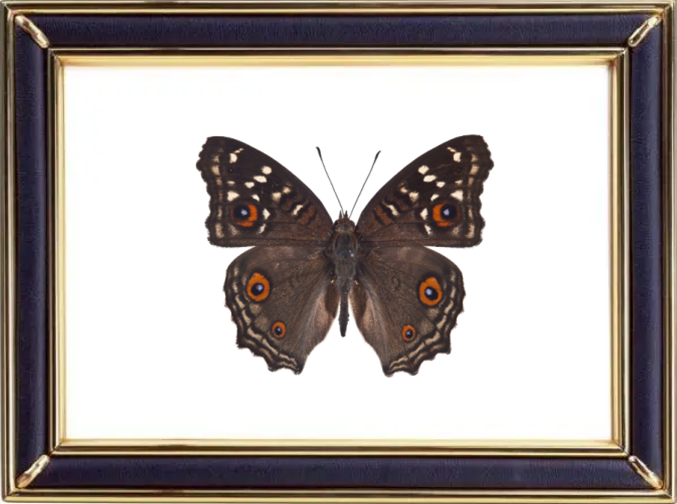 Junonia Lemonias & Lemon Pansy Butterfly Suppliers & Wholesalers - CF Butterfly