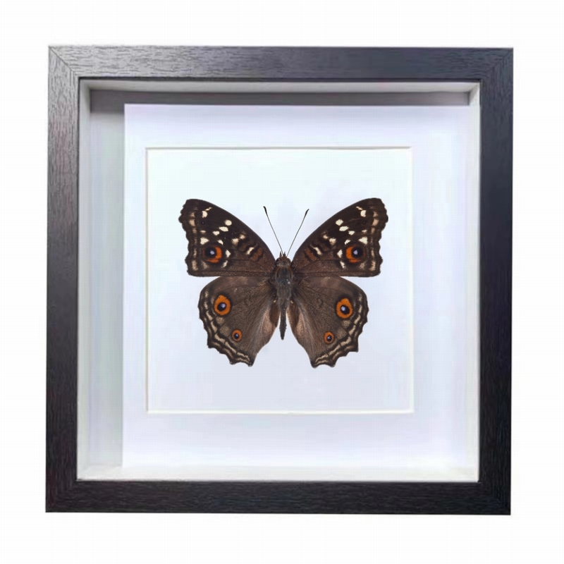 Buy Butterfly Frame Junonia Lemonias & Lemon Pansy Suppliers & Wholesalers - CF Butterfly