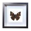 Buy Butterfly Frame Baron Caterpillar Suppliers & Wholesalers - CF Butterfly