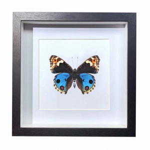 Buy Butterfly Frame Blue Pansy Butterfly Suppliers & Wholesalers - CF Butterfly