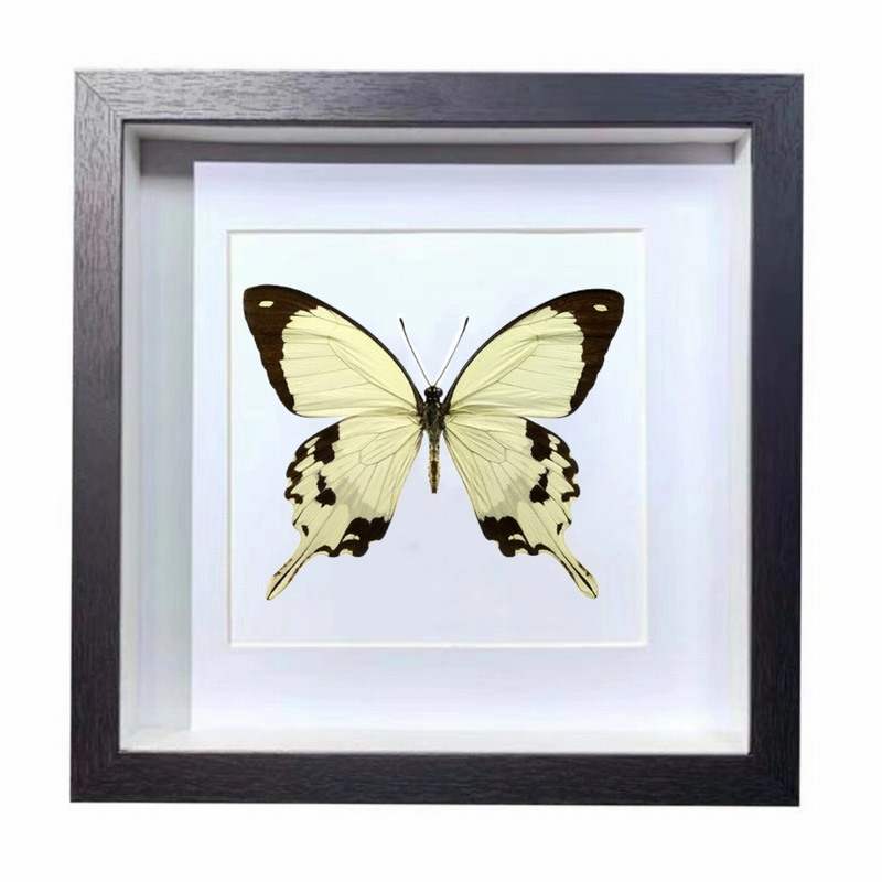 Buy Butterfly Frame Papilio Dardanus Suppliers & Wholesalers - CF Butterfly