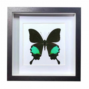 Buy Butterfly Frame Papilio Paris Suppliers & Wholesalers - CF Butterfly