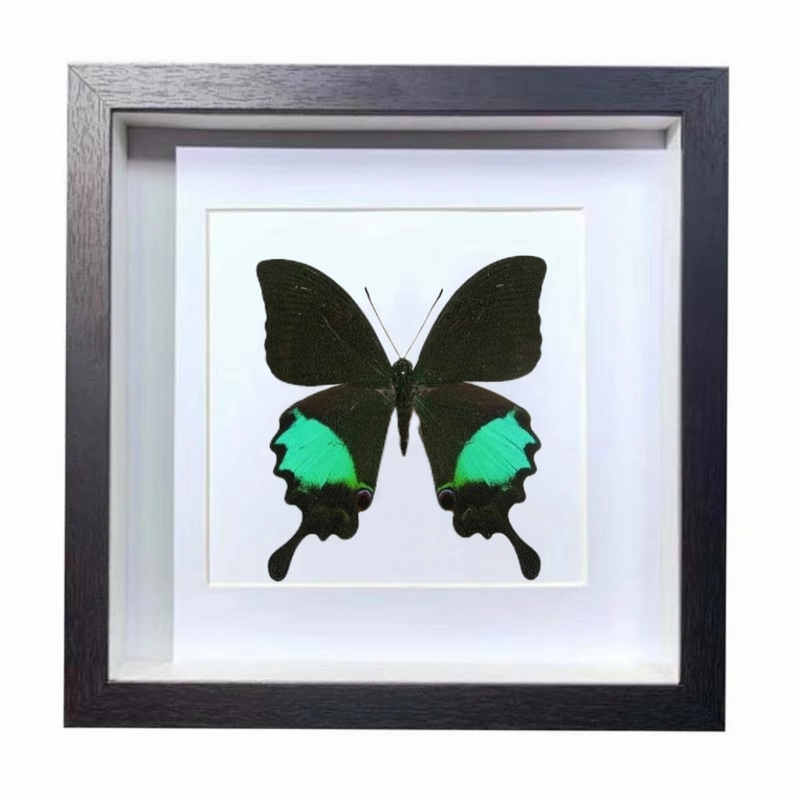 Buy Butterfly Frame Papilio Paris Suppliers & Wholesalers - CF Butterfly