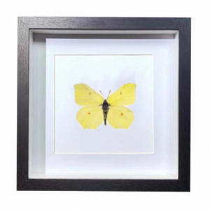 Buy Butterfly Frame Gonepteryx Rhamni Suppliers & Wholesalers - CF Butterfly