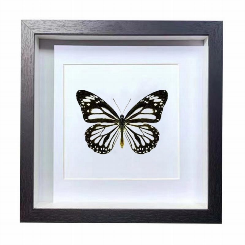 Buy Butterfly Frame Danaus Melanippus Suppliers & Wholesalers - CF Butterfly