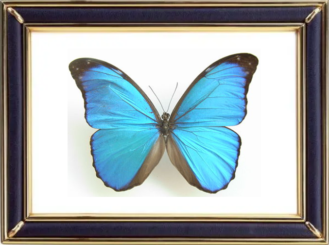 Morpho Amathonte Butterfly Suppliers & Wholesalers - CF Butterfly