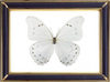 Morpho Polyphemus & White Morpho Butterfly Suppliers & Wholesalers - CF Butterfly