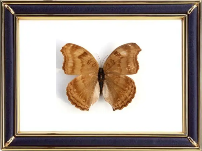 Anaea Clytemnestra & Hypna Clytemnestra Suppliers & Wholesalers - CF Butterfly