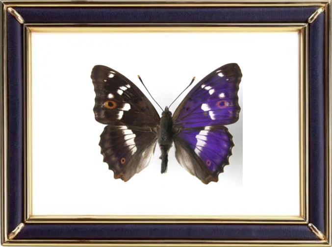 Apatura Ilia & Lesser Purple Emperor Suppliers & Wholesalers - CF Butterfly