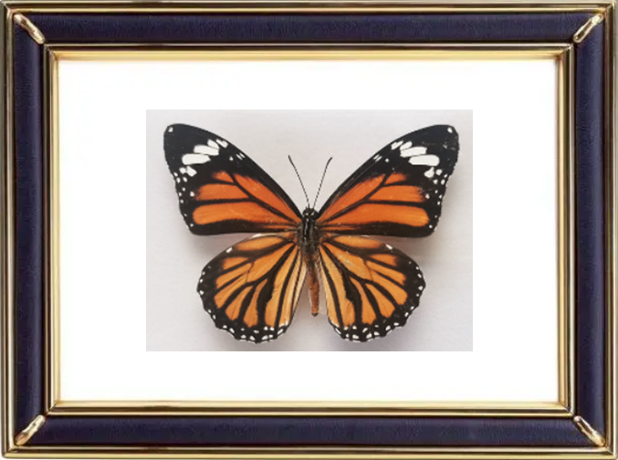 Danaus Genutia & Common Tiger Butterfly Suppliers & Wholesalers - CF Butterfly