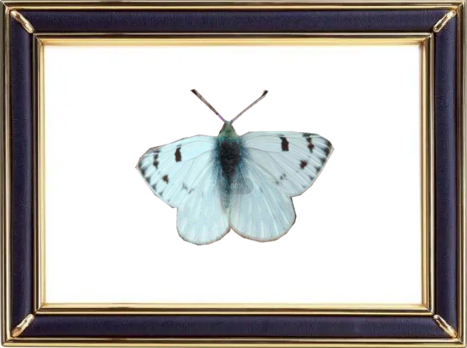 Synchloe Callidice Butterfly Suppliers & Wholesalers - CF Butterfly